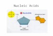 Nucleic Acids. Your Assignment Your Nucleic Acid Assignment 1. Define, compare and give examples of the two types of nucleic acids (structure, location