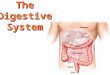 The Digestive System. Functions of the Digestive System 1. Extracts nutrients through chemical & mechanical digestion 2. Absorbs nutrients from food 3