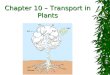 Chapter 10 – Transport in Plants. Transport in plants  Water and mineral nutrients must be absorbed by the roots and transported throughout the plant