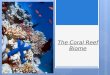 The Coral Reef Biome. Global location’s In the world there are Coral Reefs in Southeast Asia The Pacific including Australia. And in the Atlantic and
