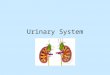 Urinary System. Functions Maintains homeostasis in blood by: 1.Regulating : – blood pressure by blood volume – ion, e.g. +, K +, & 2+ – blood by maintaining