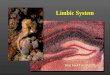 Won Taek Lee, M.D., Ph.D. Limbic System. AffectiveBehaviorEmotionJoyandDespair