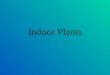 Indoor Plants. Selecting Indoor Plants Indoor potted plants are an important segment of the items for sale in the retail shop