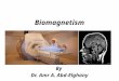 Biomagnetism By Dr. Amr A. Abd-Elghany. Magnetism Magnetism is a fundamental property of matter; it is generated by moving charges, usually electrons