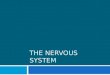 THE NERVOUS SYSTEM. Introduction  Neurons: masses of nerve cells  Nerves  Structural and functional units of nervous system  Specialized to react