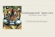 Endangered Species The South China Tiger Tahlia Kostenberger