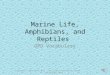Marine Life, Amphibians, and Reptiles OPD Vocabulary Copyright © 2015 Donna BarrAll rights reserved by author
