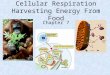 Cellular Respiration Harvesting Energy From Food Chapter 7