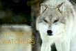 CHAPTER 8POPULATION ECOLOGY THE WOLF WATCHERS CHAPTER 8 POPULATION ECOLOGY THE WOLF WATCHERS Endangered gray wolves return to the American West