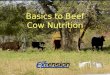 Basics to Small Farm Beef Cow Nutrition Adam Hady Agriculture Agent Richland County UWEX Basics to Beef Cow Nutrition