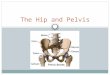 The Hip and Pelvis. The hip, one of the most stable joints in the body, is a freely movable, ball-and-socket joint  Most hip injuries result from smaller