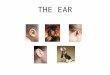 THE EAR. External Ear We have an ear on each side of our head. Noise is collected by the Outer Ear or pinna (the flaps which stick out from the sides