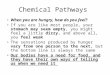 Chemical Pathways When you are hungry, how do you feel? If you are like most people, your stomach may seem empty, you might feel a little dizzy, and above