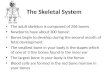 The Skeletal System The adult skeleton is composed of 206 bones Newborns have about 300 bones! Bones begin to develop during the second month of fetal