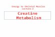 Creatine Metabolism Energy to Skeletal Muscles Lecture-2