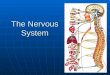 The Nervous System. The human nervous system…. 1. Receives - stimulus from inter/exter. environ. 2. Processes - message sent 3. Stores - brain remembers