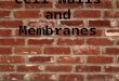 Borders are important… 2 types in cells : walls & membranes