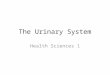 The Urinary System Health Sciences 1. Performs the main part of the excretory function in the body Most important organ of excretory system is the kidney