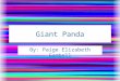 Giant Panda By: Paige Elizabeth Gambell. The Reason I chose them I chose giant pandas because they are endangered and I wanted to learn why