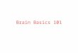 Brain Basics 101. Reptilian Brain: The “Preverbal Brain” Brain Stem Oldest and smallest region Controls life itself Governs basic, but critical survival