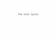 The Cell Cycle. The life of the Cell: Just like an organism the cells also have a life cycle. Each cell is made to be a copy of its parent cell. The cells