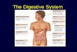 The Digestive System. Overview of the Digestive System Organs are divided into two groups –Alimentary canal Mouth, pharynx, and esophagus Stomach, small