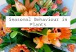 Seasonal Behaviour in Plants. Photoperiodism in Plants: Flowering Photoperiodism: regulation of seasonal activity by day length (photoperiod) Garner &