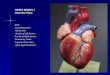 HEART MODEL I Anterior View Apex Ascending Aorta Aortic Arch Auricle of Left Atrium Auricle of Right Atrium Pulmonary Trunk Superior Vena Cava Left & Right