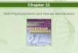 Chapter 11 DNA Polymorphisms and Human Identification