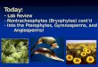 Today: - Lab Review - Nontracheophytes (Bryophytes) cont’d - Into the Pterophytes, Gymnosperms, and Angiosperms!