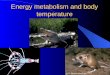 Energy metabolism and body temperature. Outline of the lecture Section 1 Energy Metabolism 1. Energy storage, liberation, transfer and utilization 2