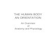 THE HUMAN BODY AN ORIENTATION An Overview of Anatomy and Physiology