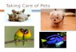 Taking Care of Pets. Being A Good Citizen  What are good character behavior skills?  What character skills apply to caring for animals?