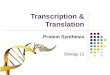 Transcription & Translation Protein Synthesis Biology 12