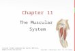 Copyright © John Wiley & Sons, Inc. All rights reserved. Chapter 11 The Muscular System Lecture slides prepared by Curtis DeFriez, Weber State University