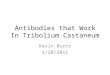 Antibodies that Work In Tribolium Castaneum Kevin Burns 5/20/2011