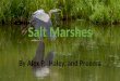 By Alex P.,Haley, and Preema. Human and Marine Interactions Salt marshes provide more ecosystem services to coastal populations then any other environment