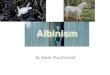 Albinism By Katie MacDonald. Albino what? Albinism is an inherited disease. It is a recessive trait and effects the gene called melanin. Melanin is the