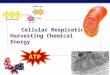 Regents Biology 2009-2010 Cellular Respiration Harvesting Chemical Energy ATP