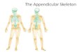 The Appendicular Skeleton. THE SKELETAL SYSTEM The Appendicular Skeleton 2 pairs of limbs and 2 girdles Pectoral (shoulder) girdle attaches upper limbs