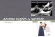Animal Rights & Welfare Chapter 4. Terms Animal Rights ▫The position that animals should not be exploited Animal Welfare ▫The position that animals should