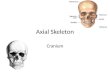 Axial Skeleton Cranium. Axial skeleton Major Divisions in the skeletal system: – Axial: Bones along the center axis (medial) of the body. Skull, Vertebral