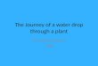 The Journey of a water drop through a plant By: Sarah Jayyousi G 8B