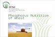 Phosphorus Nutrition of Wheat. Outline: P Nutrition of Wheat 1.What are the nutrient requirements of wheat throughout the season? 2.Why is P needed early