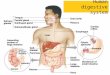 Human digestive system. The Digestive System Purpose of the Digestive system: Breaks down food into substances that cells can absorb and use. How is food