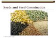 Seeds and Seed Germination © 2008 Paul Billiet ODWSODWS