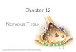 Chapter 12 Nervous Tissue Lecture slides prepared by Curtis DeFriez, Weber State University