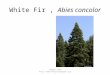 White Fir, Abies concolor Images from