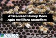 Africanized Honey Bees Apis mellifera scutellata Ellis, Ellis, and Hodges. October 2006. NPDN Publication No. 0002