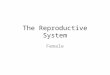 The Reproductive System Female. Reproductive role Produce the female gamete (ova) Nurture and protect a developing fetus during 9 months of pregnancy